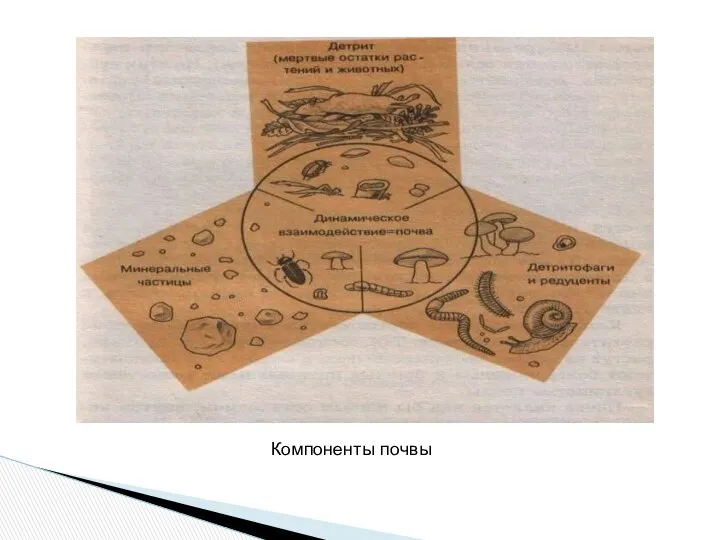 Компоненты почвы