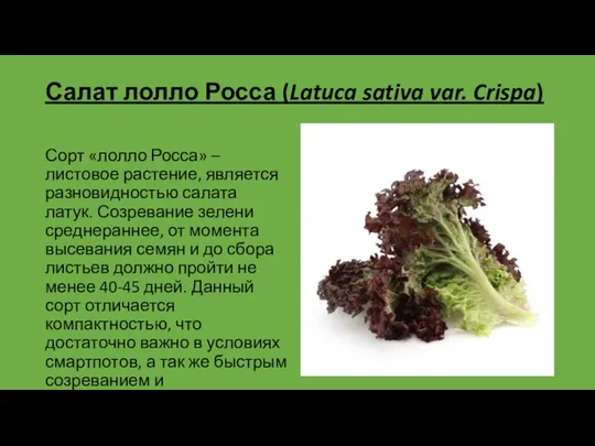 Салат лолло Росса (Latuca sativa var. Crispa) Сорт «лолло Росса» –