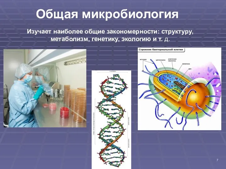 Общая микробиология Изучает наиболее общие закономерности: структуру, метаболизм, генетику, экологию и т. д.