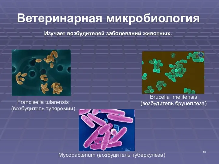 Ветеринарная микробиология Изучает возбудителей заболеваний животных. Вrucella melitensis (возбудитель бруцеллеза) Francisella