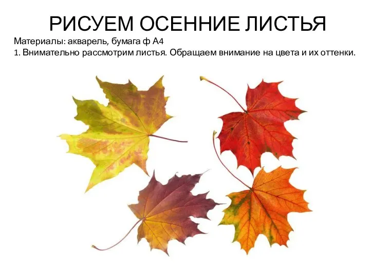 РИСУЕМ ОСЕННИЕ ЛИСТЬЯ Материалы: акварель, бумага ф А4 1. Внимательно рассмотрим