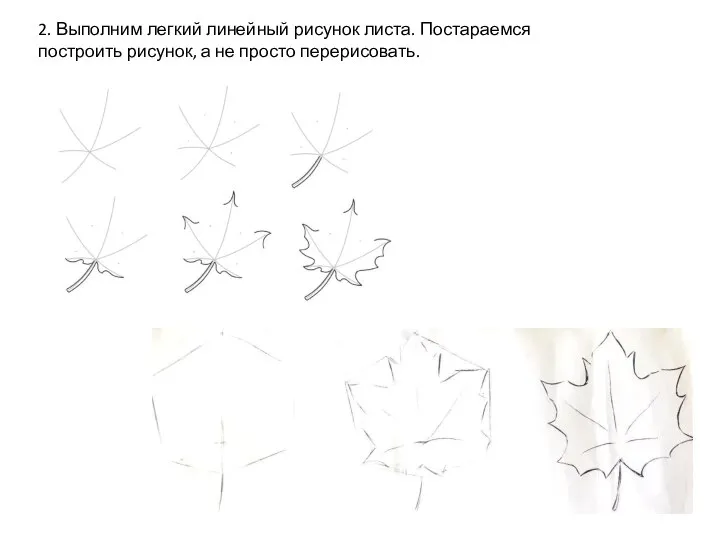 2. Выполним легкий линейный рисунок листа. Постараемся построить рисунок, а не просто перерисовать.