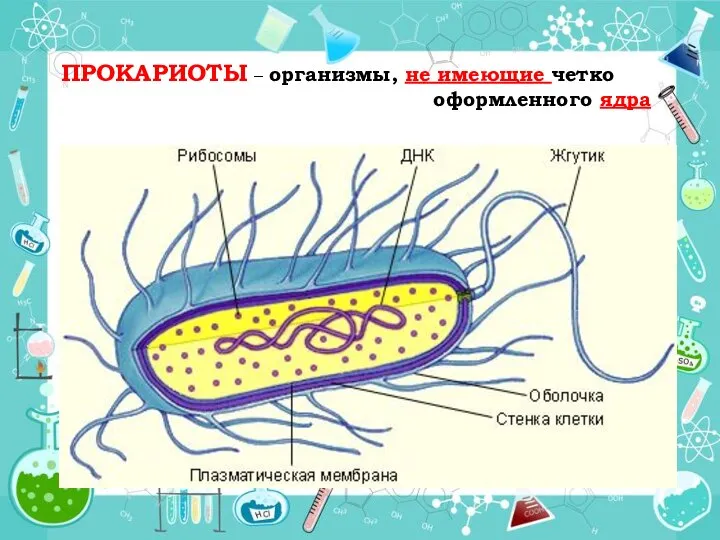 ПРОКАРИОТЫ – организмы, не имеющие четко оформленного ядра