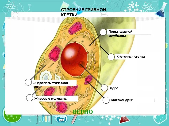 СТРОЕНИЕ ГРИБНОЙ КЛЕТКИ Поры ядерной мембраны Клеточная стенка Ядро Митохондрии Эндоплазматическая сеть Жировые молекулы