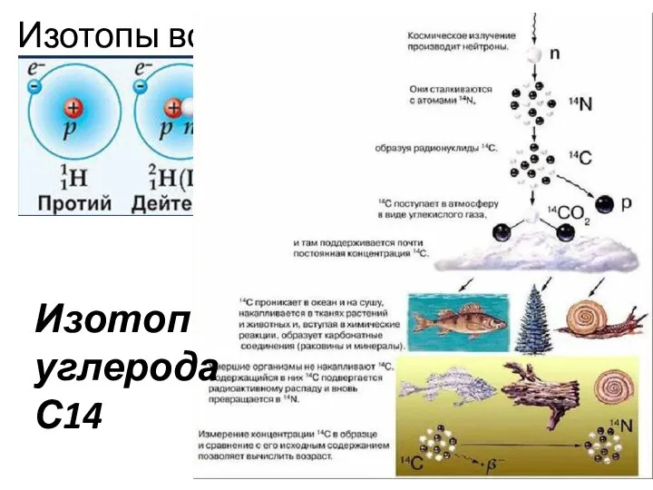 Изотопы водорода Изотоп углерода С14