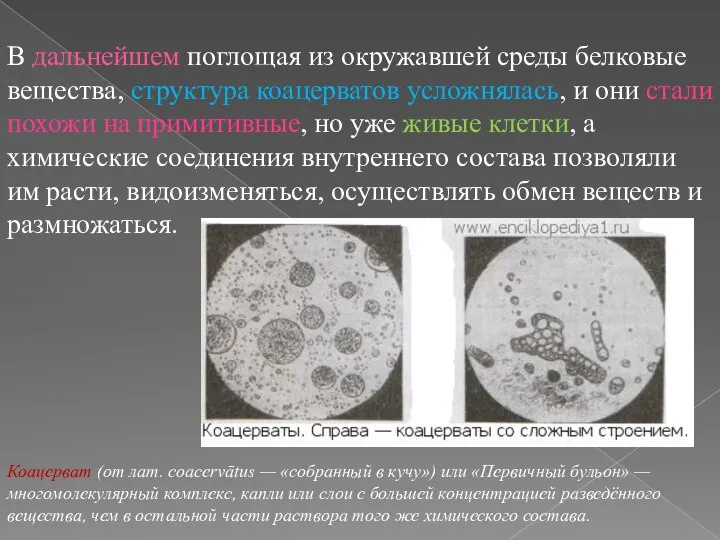 В дальнейшем поглощая из окружавшей среды белковые вещества, структура коацерватов усложнялась,