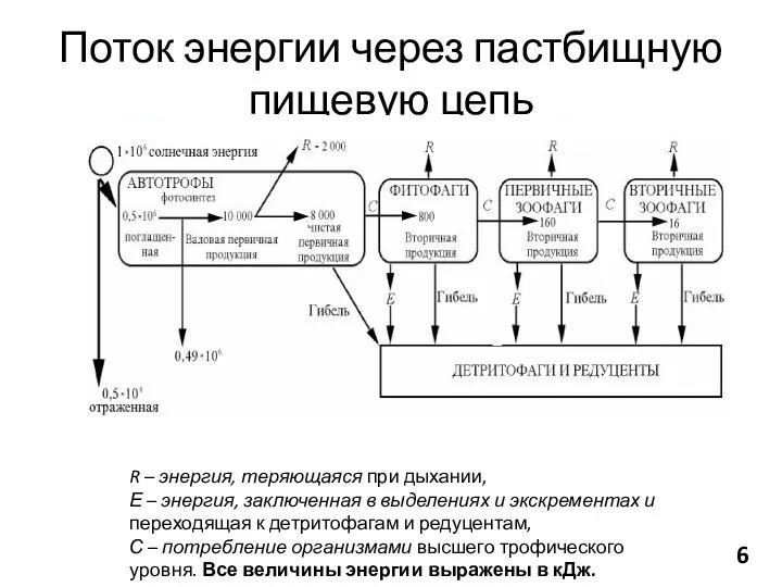 Поток энергии через пастбищную пищевую цепь R – энергия, теряющаяся при