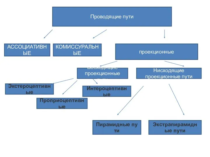 Проводящие пути АССОЦИАТИВНЫЕ КОМИССУРАЛЬНЫЕ проекционные Восходящие проекционные пути Нисходящие проекционные пути