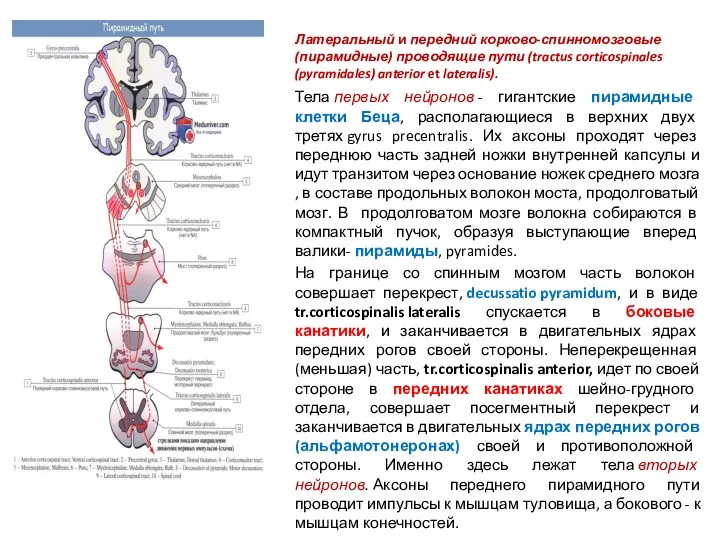 Латеральный и передний корково-спинномозговые (пирамидные) проводящие пути (tractus corticospinales (pyramidales) anterior