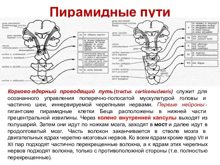 Пирамидные пути Корково-ядерный проводящий путь (tractus corticonuclearis) служит для осознанного управления