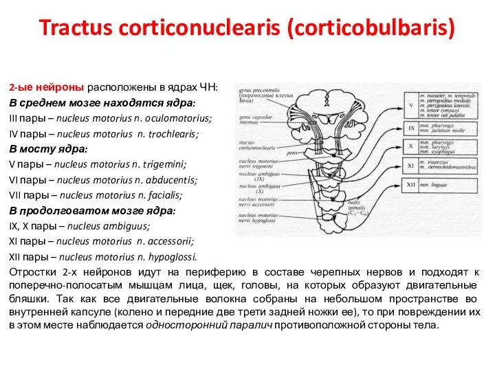 Tractus corticonuclearis (corticobulbaris) 2-ые нейроны расположены в ядрах ЧН: В среднем