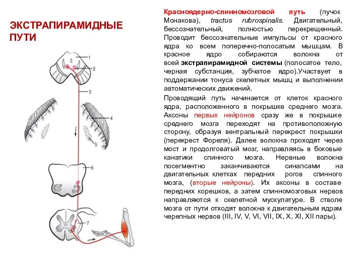 ЭКСТРАПИРАМИДНЫЕ ПУТИ Красноядерно-спинномозговой путь (пучок Монакова), tractus rubrospinalis. Двигательный, бессознательный, полностью