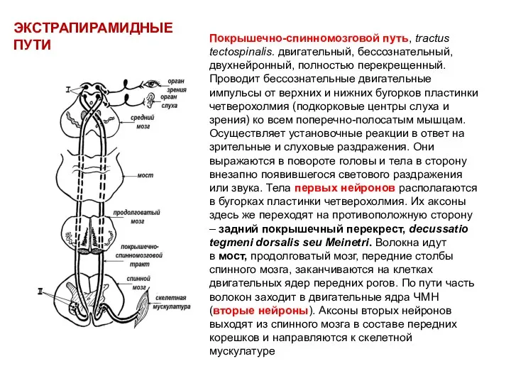 ЭКСТРАПИРАМИДНЫЕ ПУТИ Покрышечно-спинномозговой путь, tractus tectospinalis. двигательный, бессознательный, двухнейронный, полностью перекрещенный.