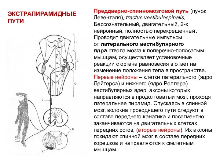 ЭКСТРАПИРАМИДНЫЕ ПУТИ Преддверно-спинномозговой путь (пучок Левенталя), tractus vestibulospinalis, Бессознательный, двигательный, 2-х