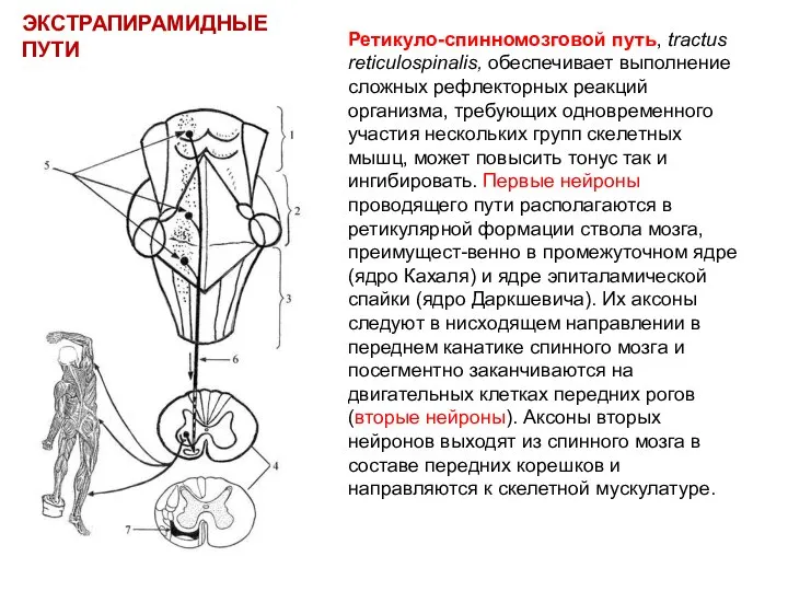 ЭКСТРАПИРАМИДНЫЕ ПУТИ Ретикуло-спинномозговой путь, tractus reticulospinalis, обеспечивает выполнение сложных рефлекторных реакций