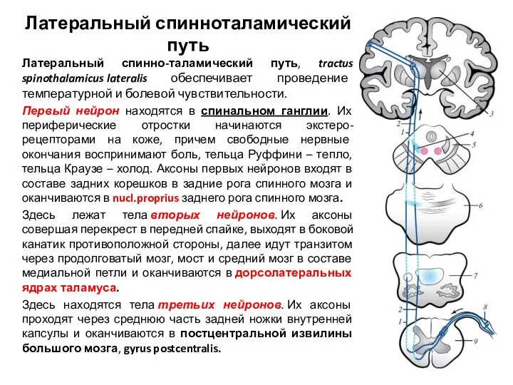 Латеральный спинноталамический путь Латеральный спинно-таламический путь, tractus spinothalamicus lateralis обеспечивает проведение