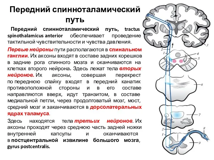 Передний спинноталамический путь Передний спинноталамический путь, tractus spinothalamicus anterior обеспечивает проведение