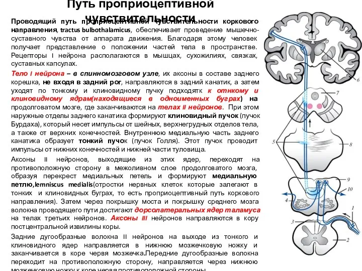 Путь проприоцептивной чувствительности Проводящий путь проприоцептивной чувствительности коркового направления, tractus bulbothalamicus,