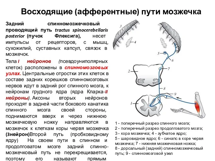 Восходящие (афферентные) пути мозжечка Задний спинномозжечковый проводящий путь tractus spinocerebellaris posterior