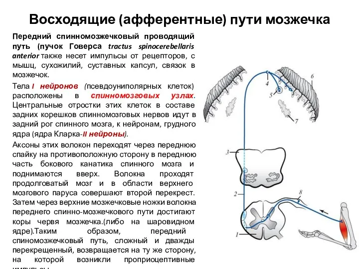 Восходящие (афферентные) пути мозжечка Передний спинномозжечковый проводящий путь (пучок Говерса tractus