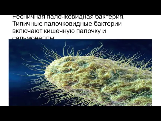 Ресничная палочковидная бактерия. Типичные палочковидные бактерии включают кишечную палочку и сальмонеллы. Источник: https://fishki.net/35668-bakterii-pod-mikroskopom-13-foto.html © Fishki.net
