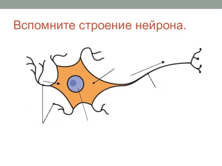 Вспомните строение нейрона. Ядро