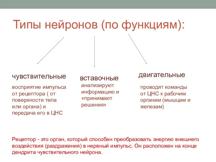 Типы нейронов (по функциям): чувствительные вставочные двигательные восприятие импульса от рецептора