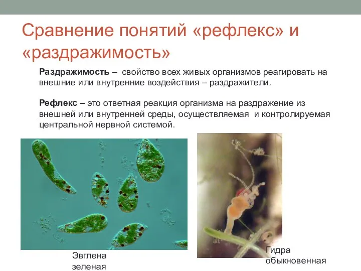 Сравнение понятий «рефлекс» и «раздражимость» Раздражимость – свойство всех живых организмов