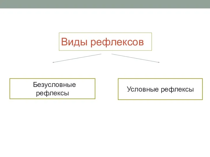 Виды рефлексов Безусловные рефлексы Условные рефлексы