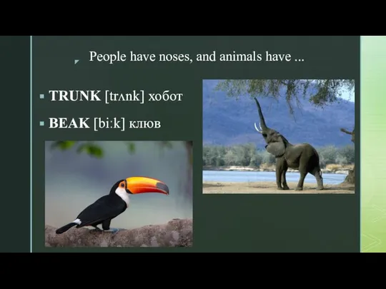 People have noses, and animals have ... TRUNK [trʌnk] хобот BEAK [biːk] клюв
