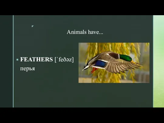 Animals have... FEATHERS [ˈfeðəz] перья