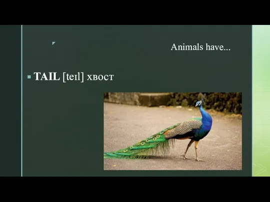 Animals have... TAIL [teɪl] хвост