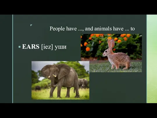 People have ..., and animals have ... to EARS [iez] уши