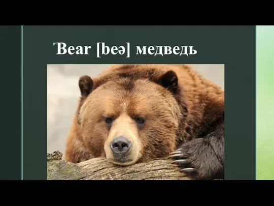 Bear [beə] медведь