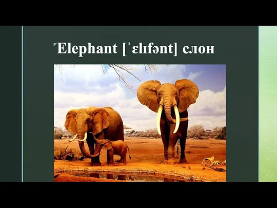 Elephant [ˈɛlɪfənt] слон