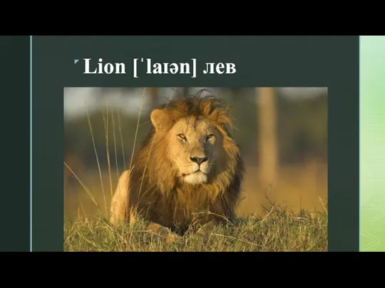 Lion [ˈlaɪən] лев