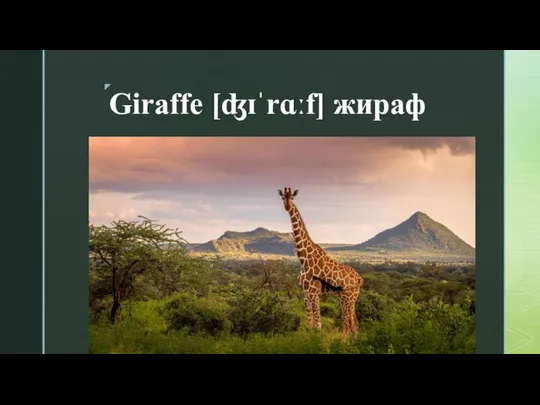 Giraffe [ʤɪˈrɑːf] жираф