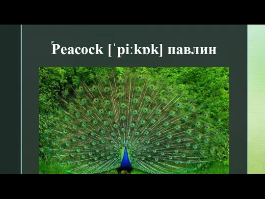 Peacock [ˈpiːkɒk] павлин
