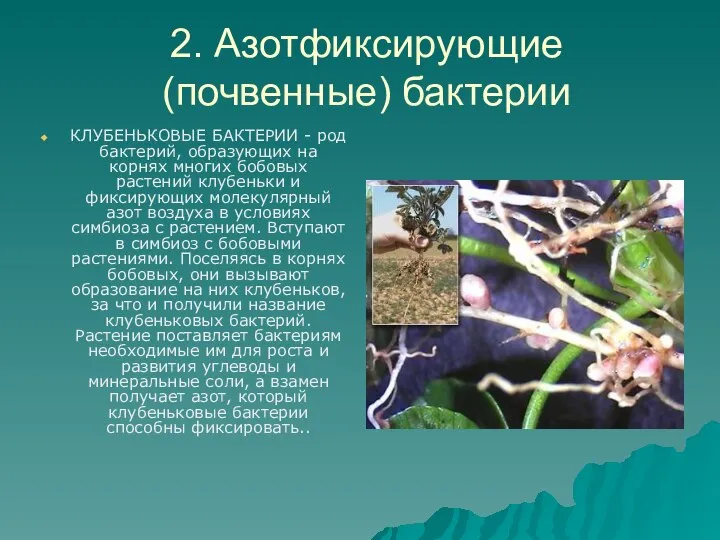 2. Азотфиксирующие (почвенные) бактерии КЛУБЕНЬКОВЫЕ БАКТЕРИИ - род бактерий, образующих на