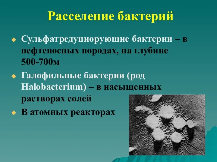 Расселение бактерий Сульфатредуциорующие бактерии – в нефтеносных породах, на глубине 500-700м