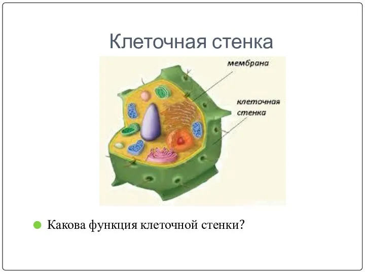 Клеточная стенка Какова функция клеточной стенки?