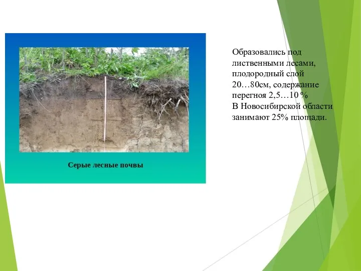 Образовались под лиственными лесами, плодородный слой 20…80см, содержание перегноя 2,5…10 %