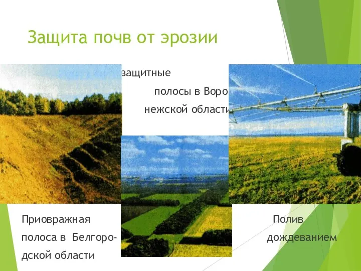 Защита почв от эрозии Полезащитные полосы в Воро- нежской области Приовражная