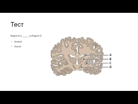 Тест Region B is _____ to Region D Ventral Dorsal