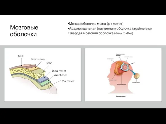 Мозговые оболочки Мягкая оболочка мозга (pia matter) Арахноидальная (паутинная) оболочка (arachnoidea) Твердая мозговая оболочка (dura matter)