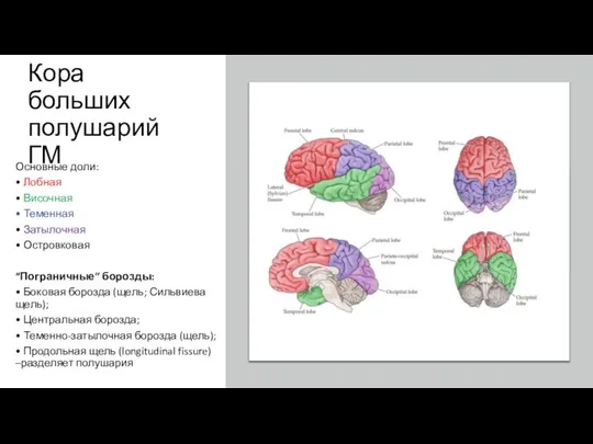 Кора больших полушарий ГМ Основные доли: • Лобная • Височная •