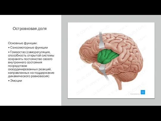 Островковая доля Основные функции: • Сенсомоторные функции • Гомеостаз (саморегуляция, способность