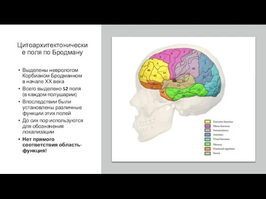 Цитоархитектонические поля по Бродману Выделены неврологом Корбианом Бродманном в начале ХХ