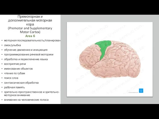 Премоторная и дополнительная моторная кора (Premotor and Supplementary Motor Cortex) Area