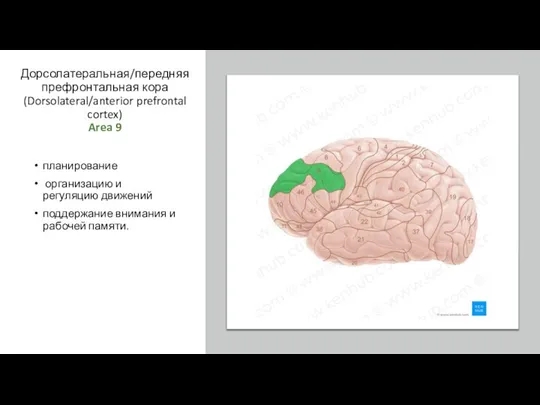 Дорсолатеральная/передняя префронтальная кора (Dorsolateral/anterior prefrontal cortex) Area 9 планирование организацию и